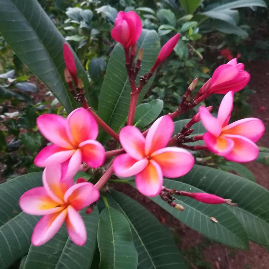 Sukriti Beach Resort Varkala Buitenkant foto